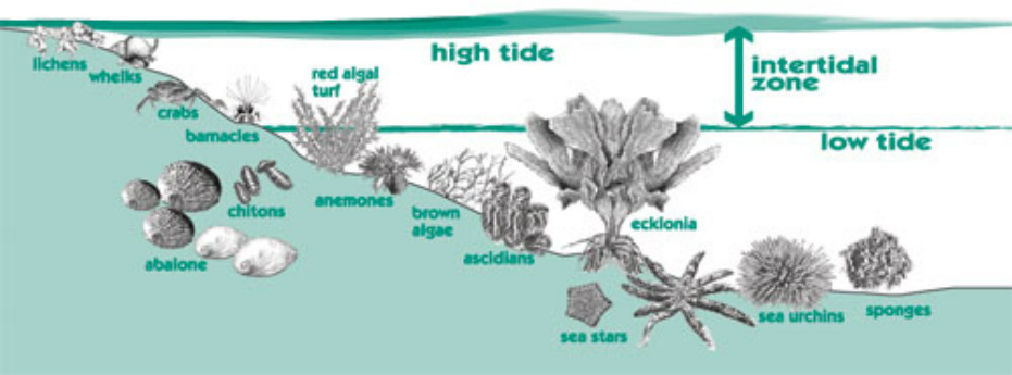 Food Webs - Intertidal Zone